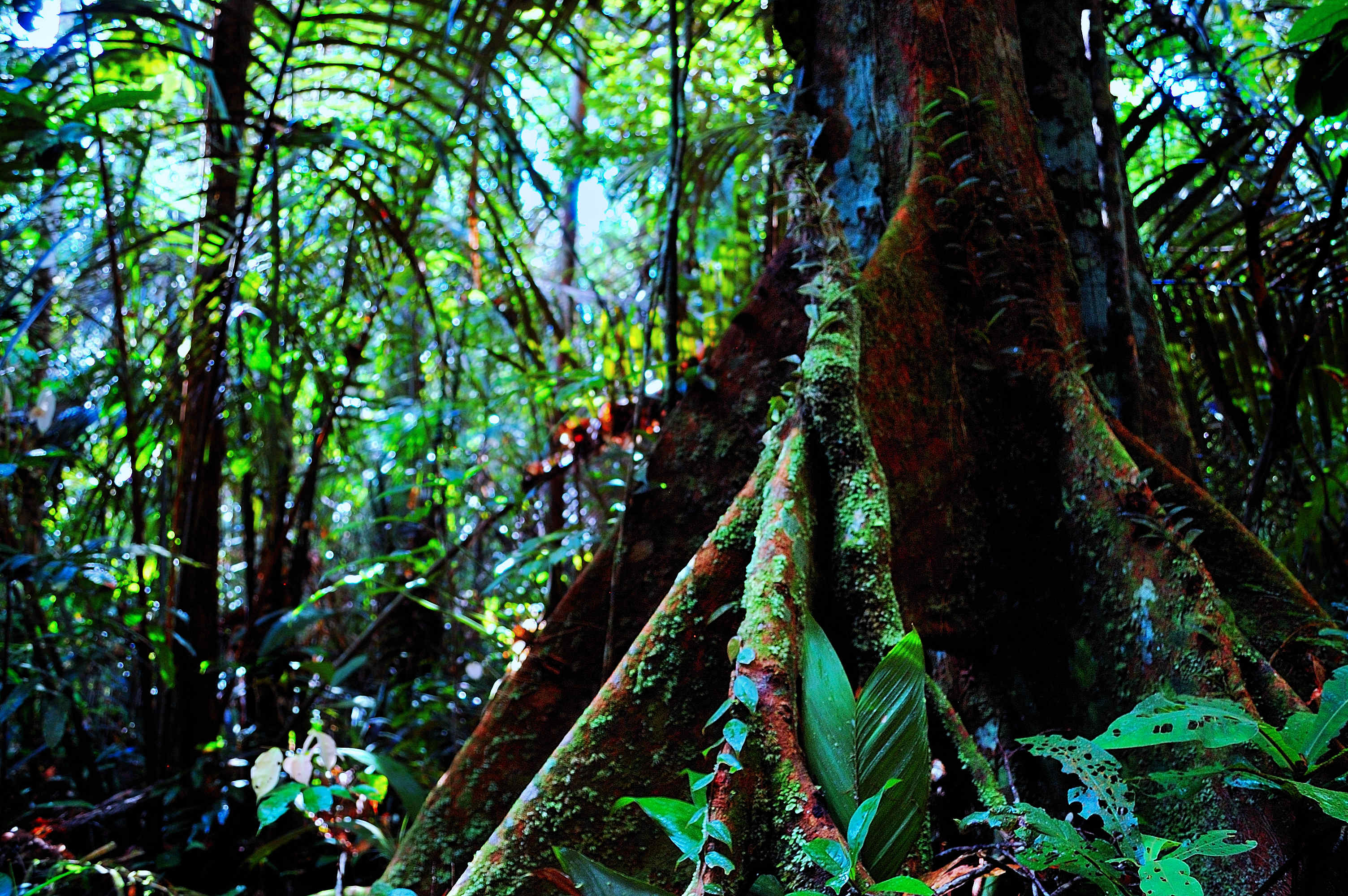 Amazon Tree