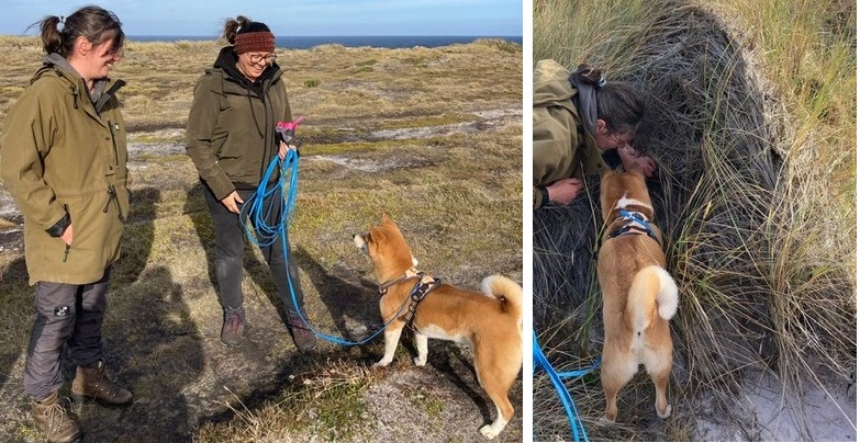 Detection dog, Falklands