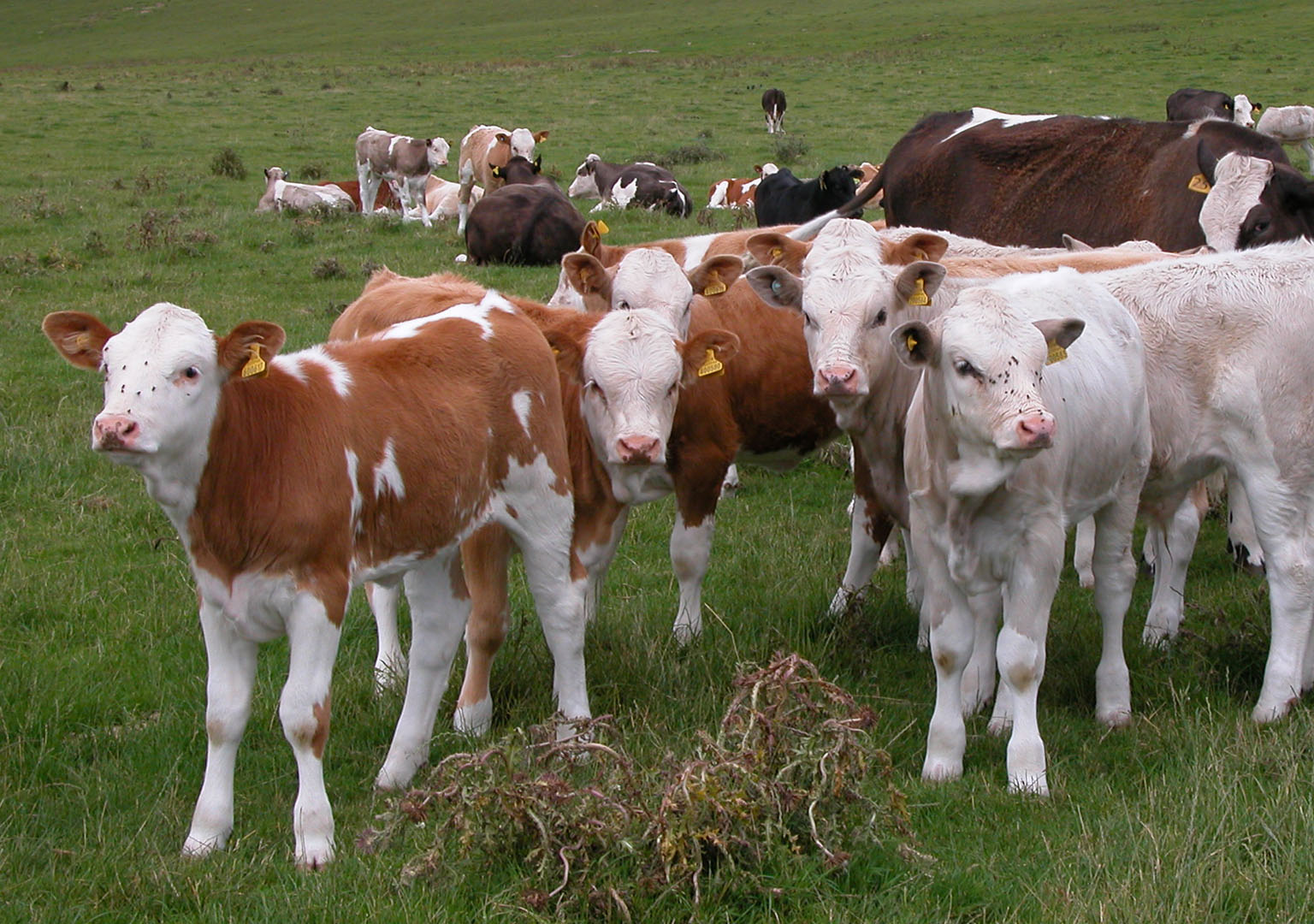 Group of young cattle