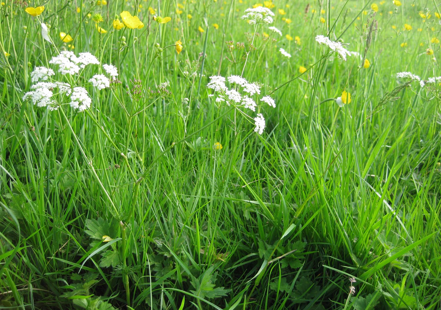 Flower-rich grass sward