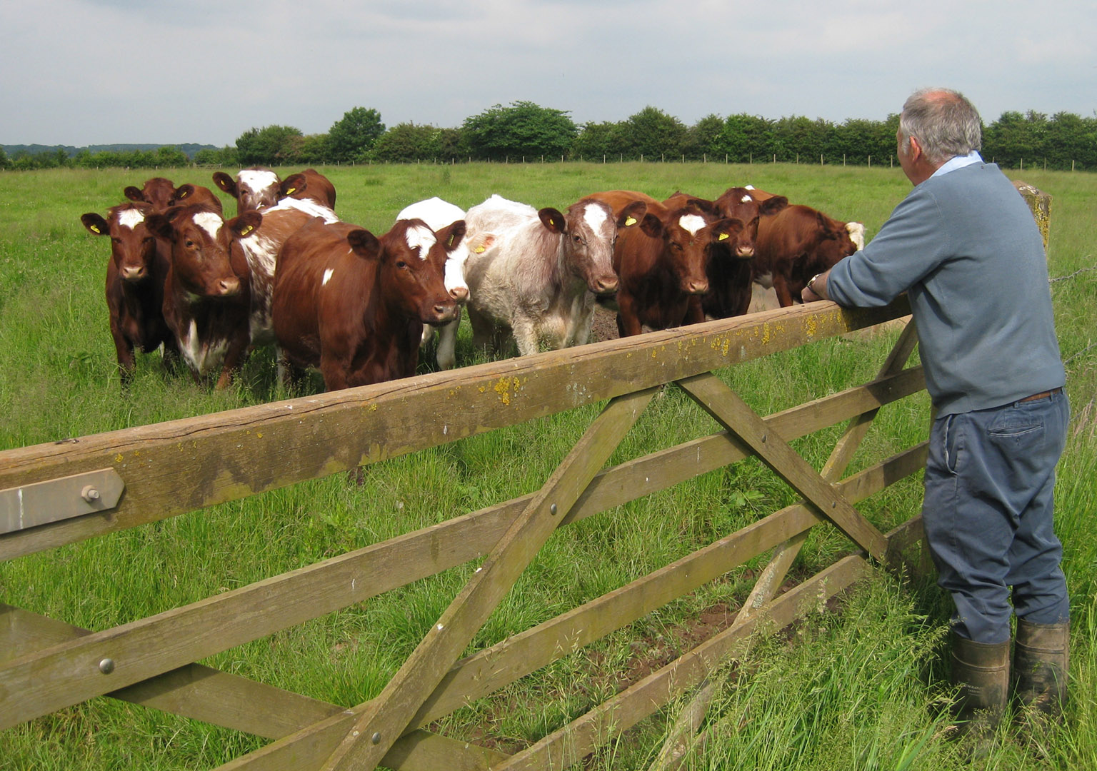 Farmer with his cows