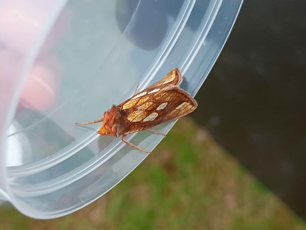 Gold Spot (Plusia festucae) resting on the edge of a clear plastic container. The moth has reddish-brown wings with distinctive white and yellow markings, and its elongated triangular wings are spread slightly.