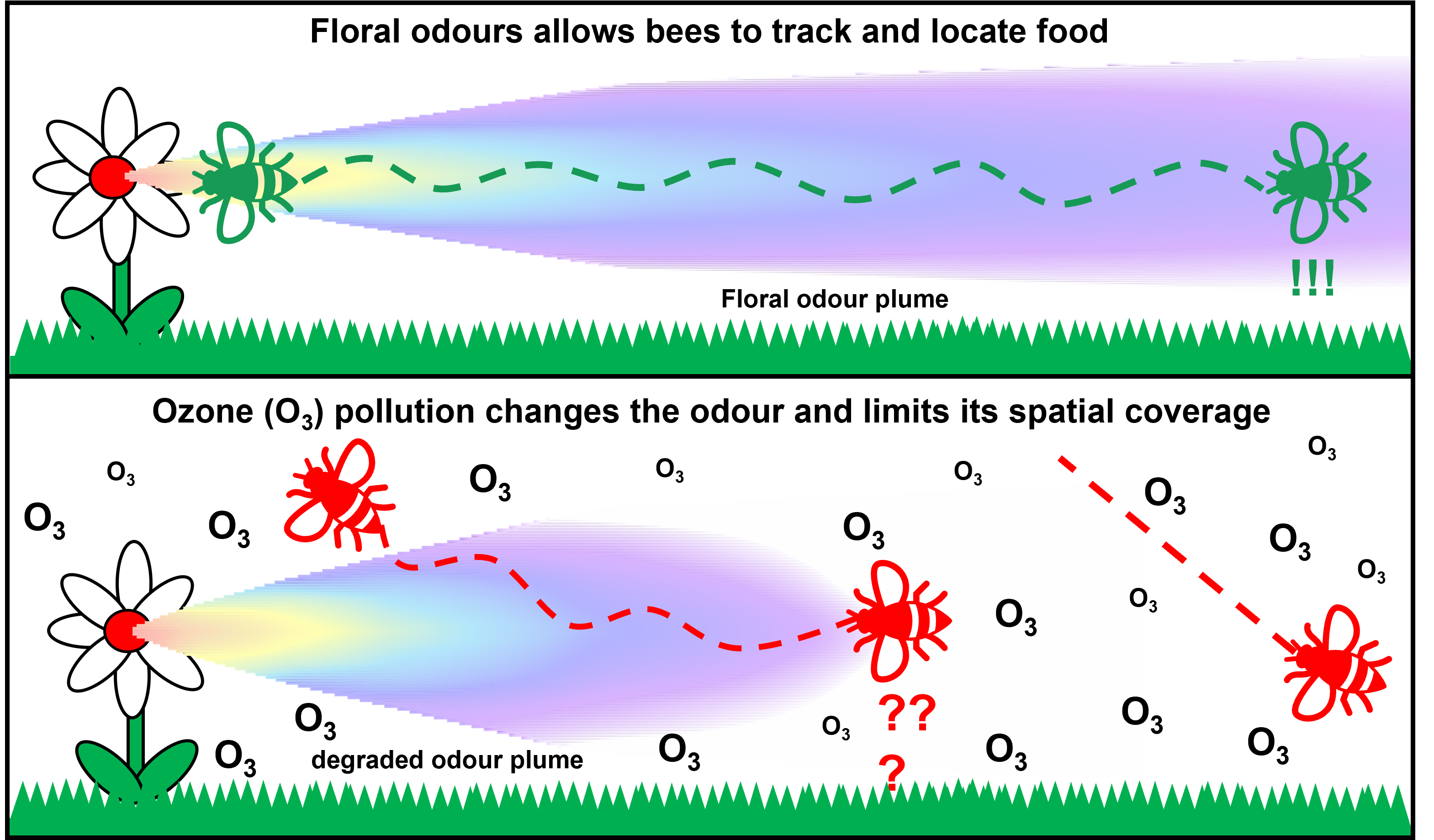 How is ozone disrupting pollinators ability to find food?