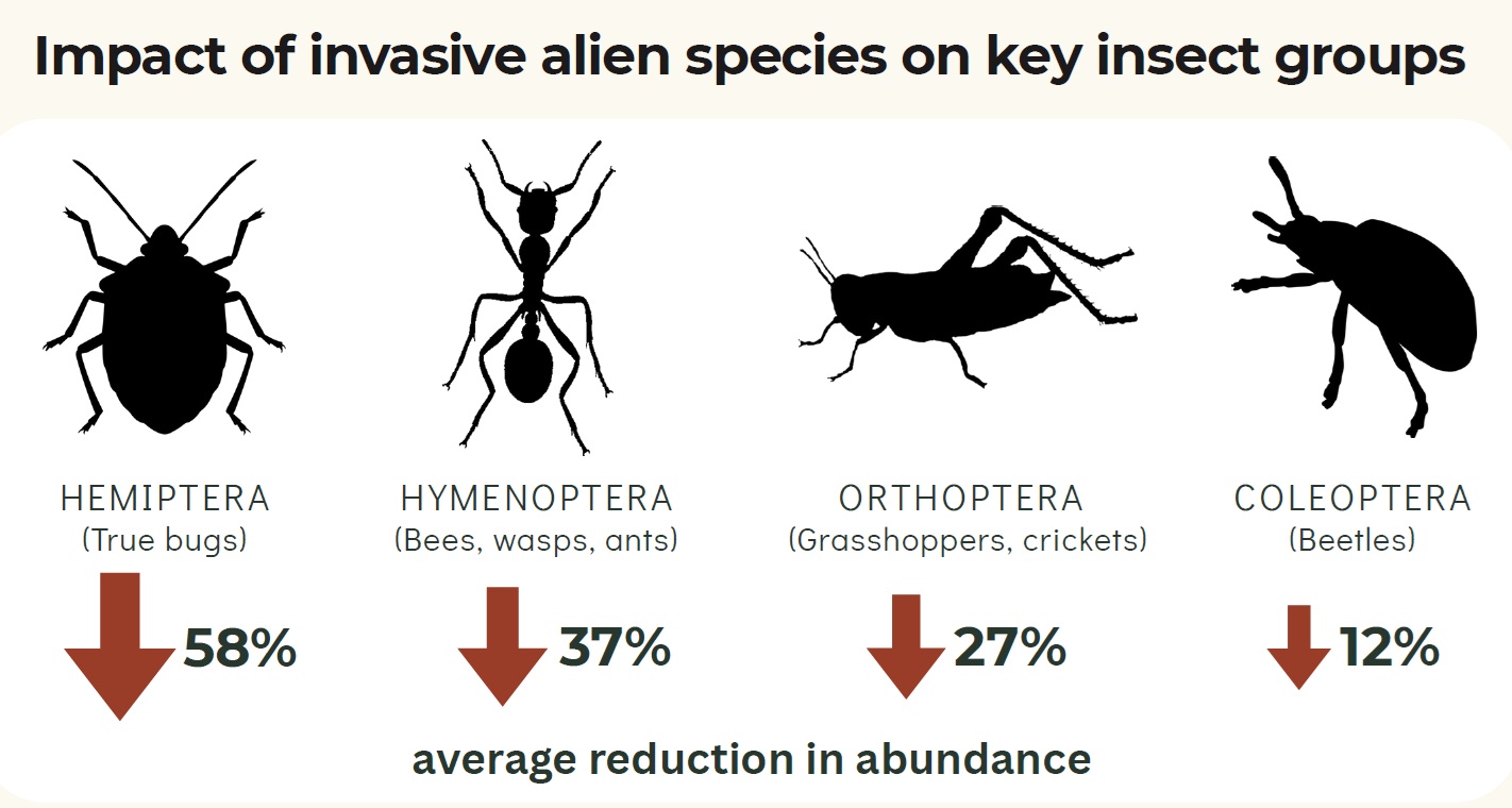 Impact of invasive alien species on insects