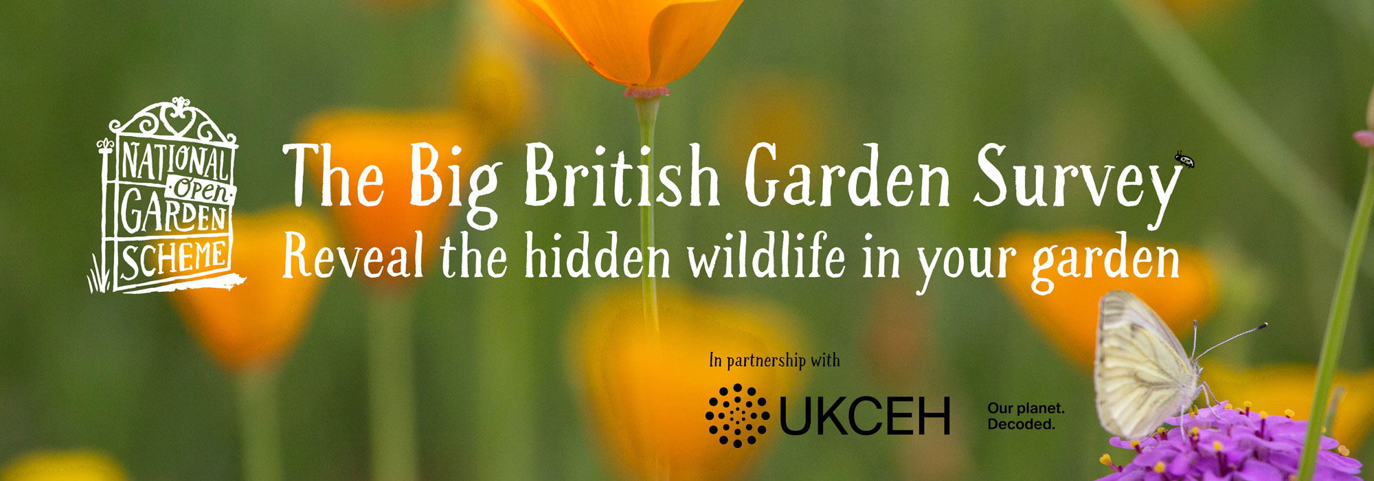 Butterfly on a flower and text The Big British Garden Survey Reveal the hidden wildife in your garden