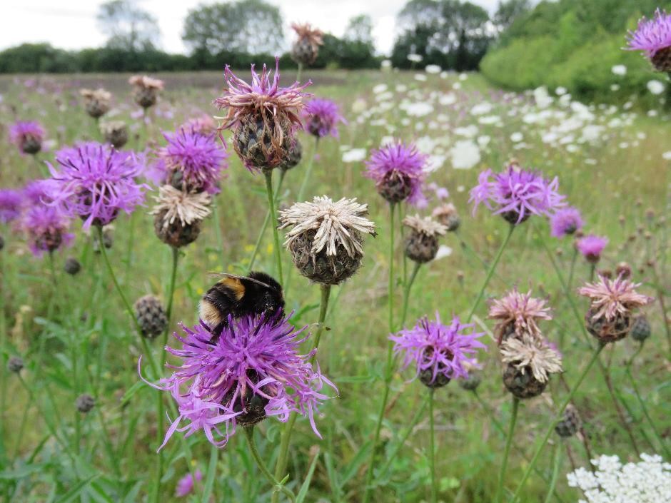 Bumblebee on knapweed flower