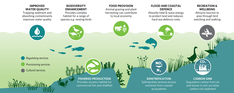 Illustration of a saltmarsh habitat including cordgrass, crabs, fish, samphire, sea blite, purslane, thrift, sea rushes, brant geese, oyster catchers, couch grass, saltmarsh bulrush, reedbeds. Logos denote cultural services (recreation and wellbeing), regulating services (water quality, carbon sink, denitrification) and provisioning services (biodiversity, livestock grazing and plant harvesting, flood and coastal defence, fisheries)