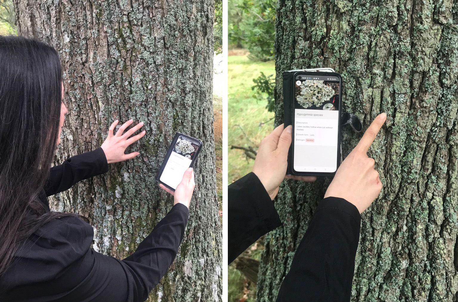 Side by side images of someone using the LicheN app to identify lichen on a tree
