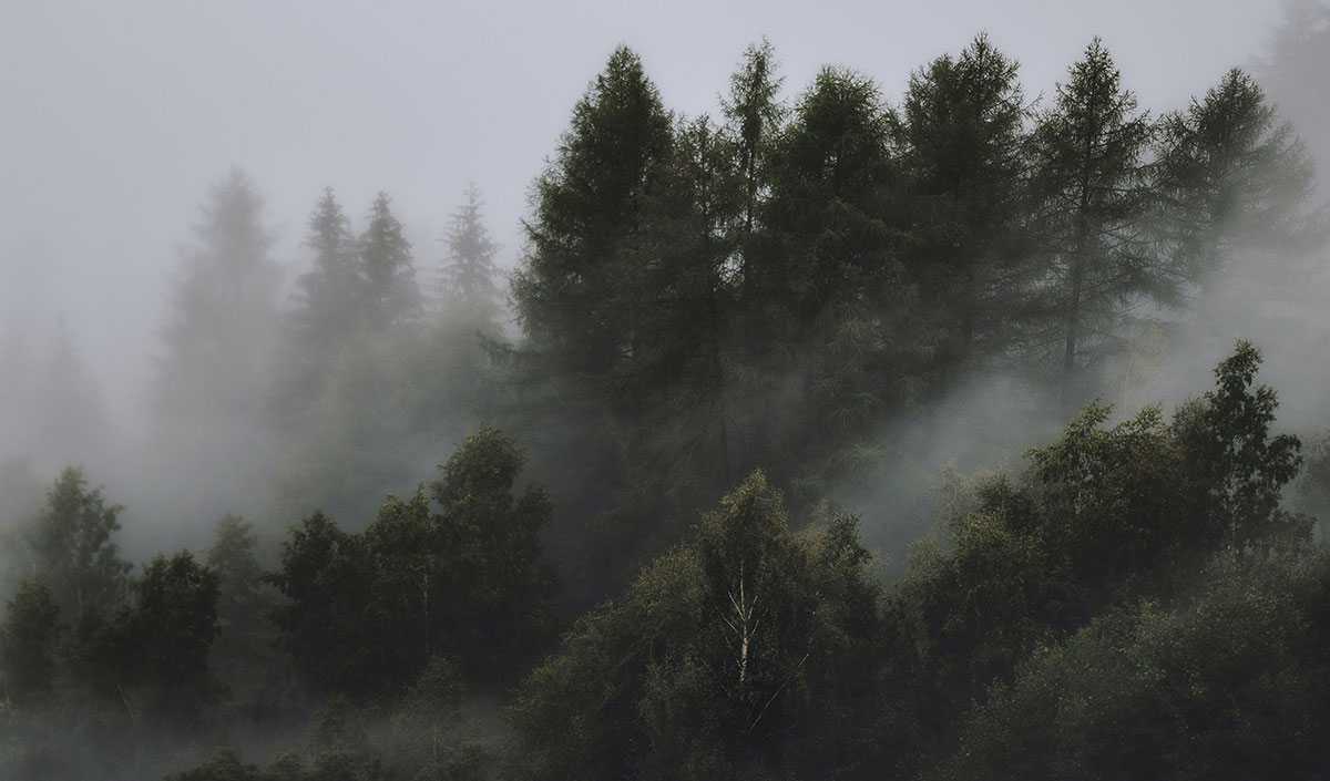 Moisture in the air around treetops