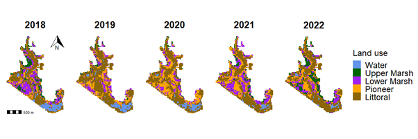 Five maps showing vegetation change on rewetted saltmarsh at Medmerry over five years