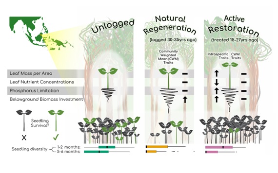 seedlings study infographic