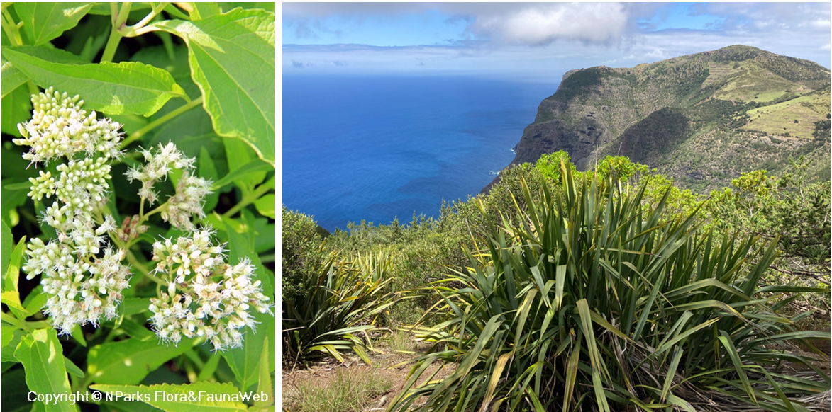 Whiteweed (left) and New Zealand flax (right), invasive non-native plants on St Helena