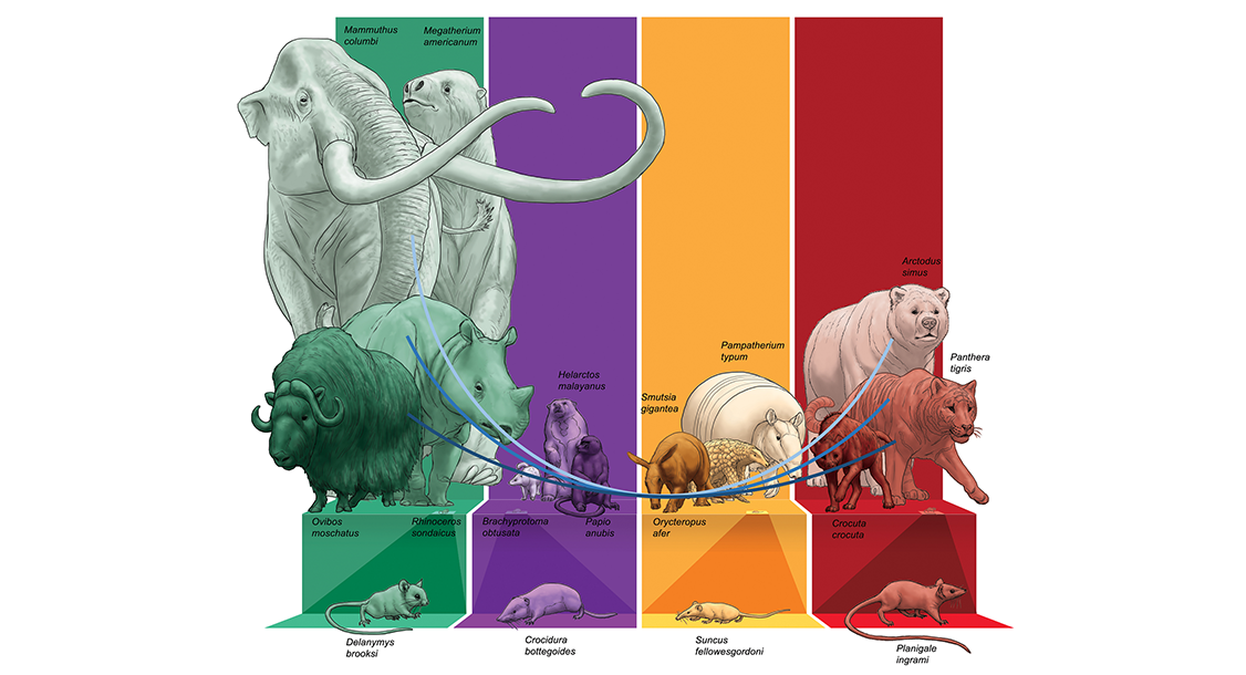 U-shape mammal diet-size graph