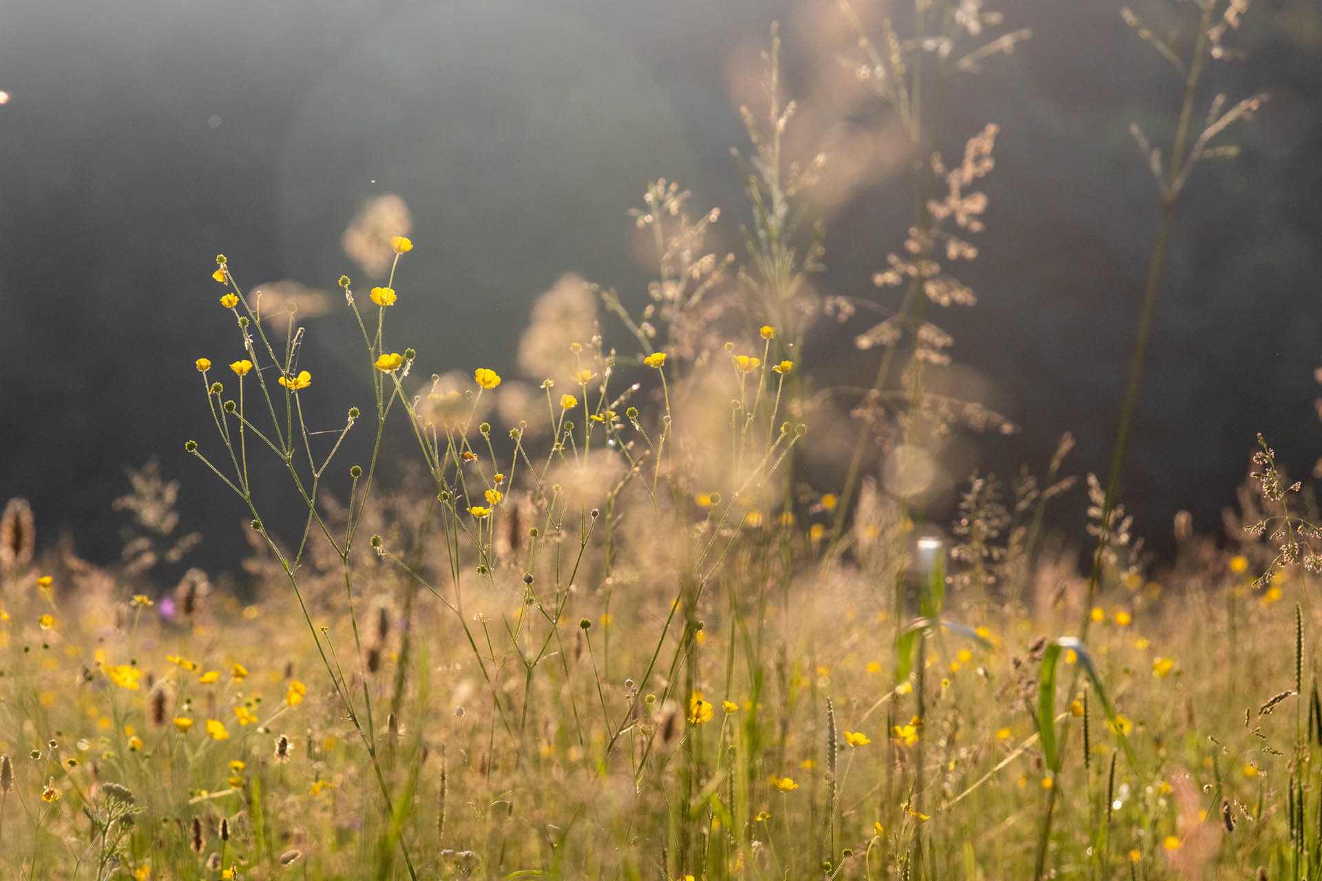 Meadow flowers and grasses. Photo: Vladimir Vinogradov on Unsplash.com