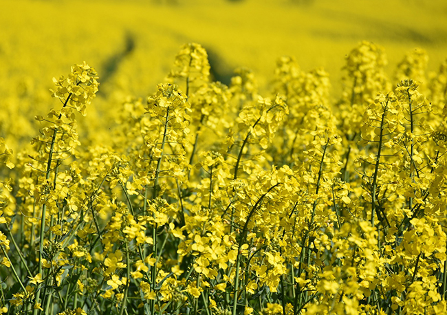 Field of oilseed rape in flower