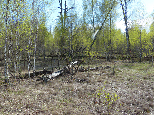 Red Forest, Chernobyl in April 2016 Red Forest, Chernobyl in April 2016