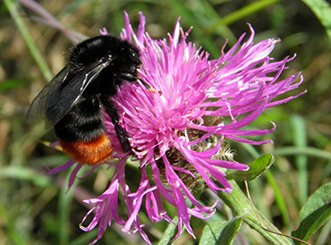 Bombus lapidarius bee on flower Bombus lapidarius bee on flower