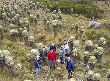 Aerial shot of scientists in the páramo Aerial shot of people standing among frailejon plants
