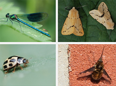 Collage of 4 insect species Collage of 4 insect species