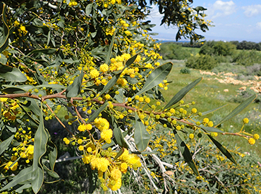 the Port Jackson wattle (Acacia saligna) the Port Jackson wattle (Acacia saligna)