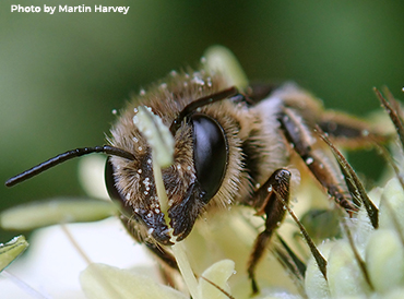 Megachile centuncularis. Photo by Martin Harvey Megachile centuncularis