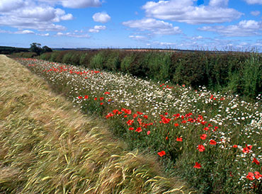 Wildflower margin Photo: Richard Pywell Wildflower margin Photo: Richard Pywell