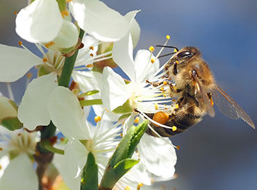 Bee Bee