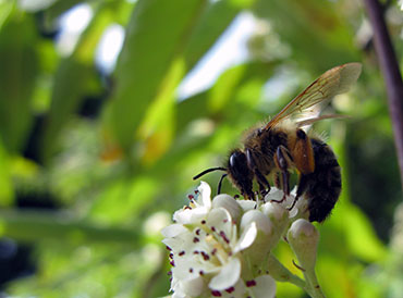 Bee Bee