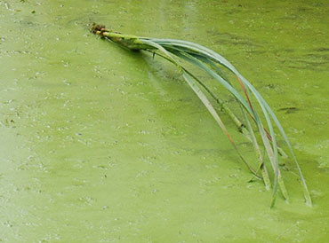 Algae. Photo: Shutterstock