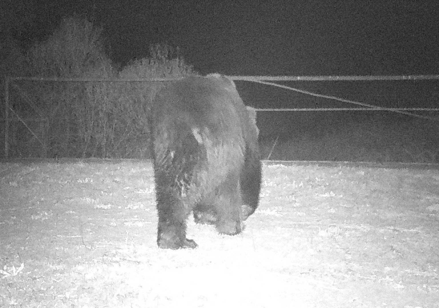 Brown bear (Ursus arctos)