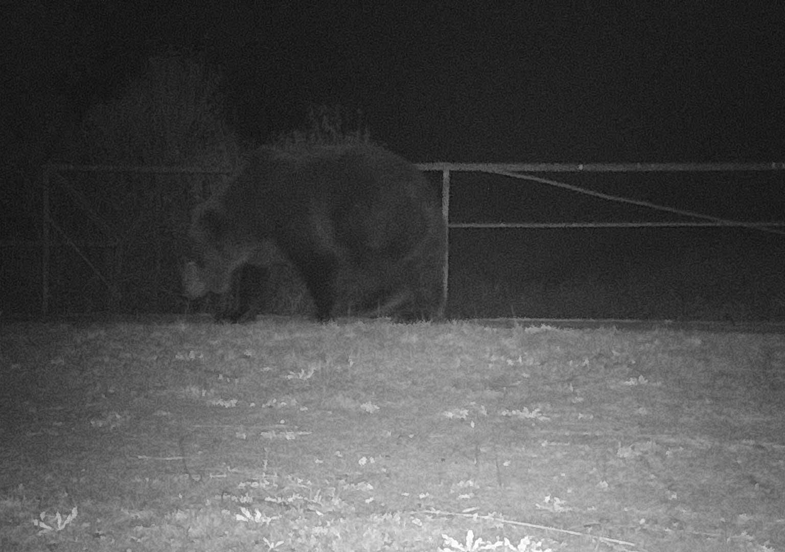 Brown bear (Ursus arctos)