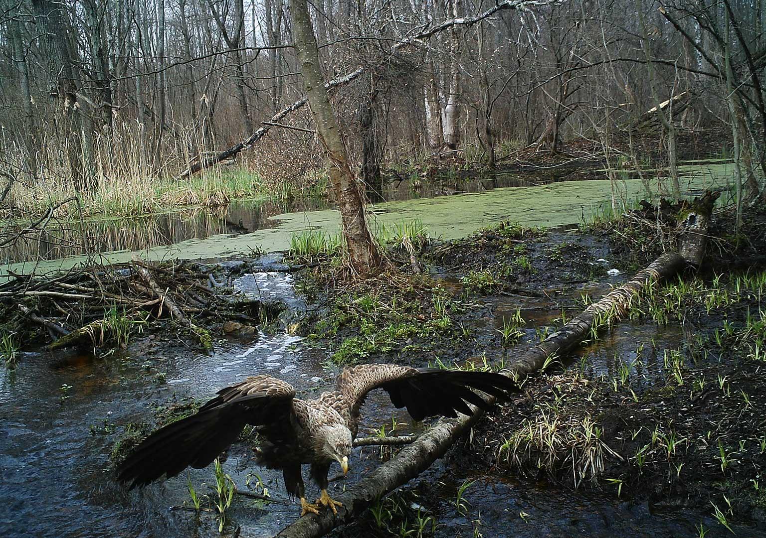 White-tailed eagle (Haliaeetus albicilla)