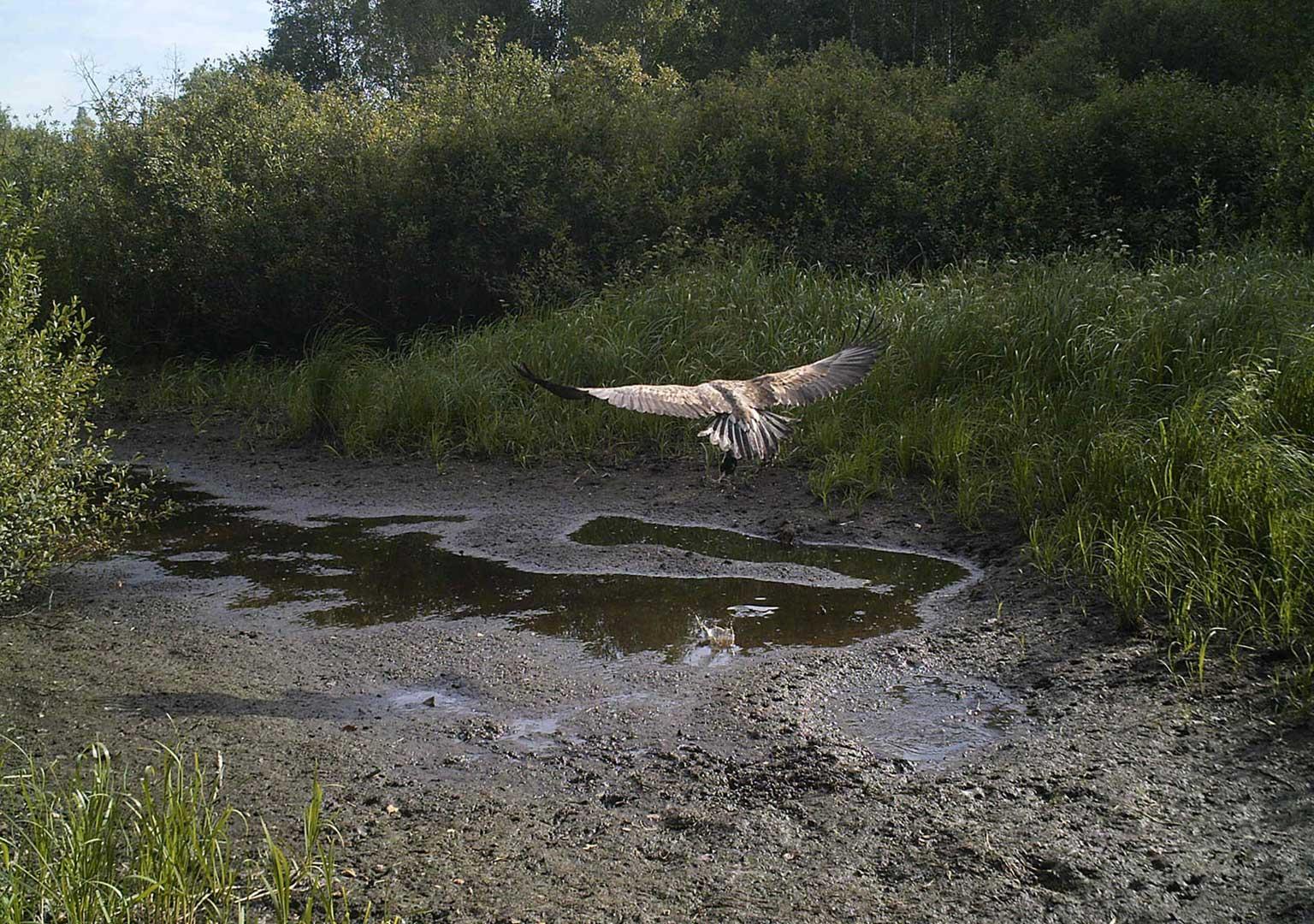 White-tailed eagle (Haliaeetus albicilla)