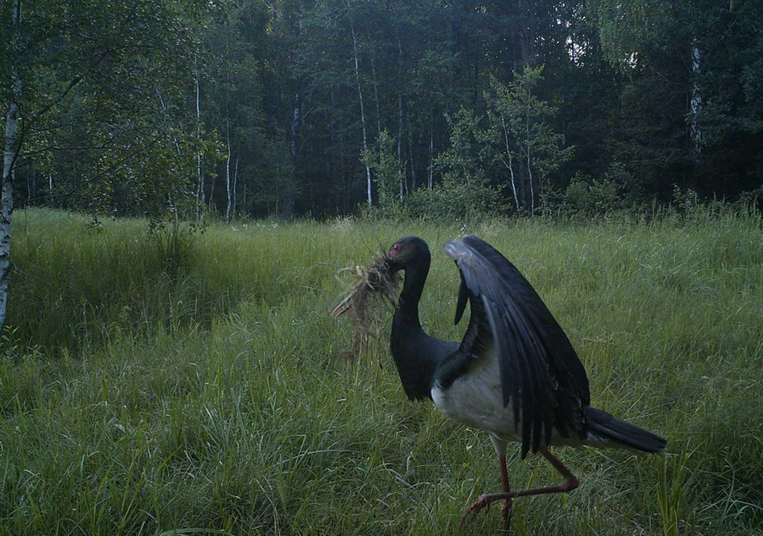 Black stork (Ciconia nigra)