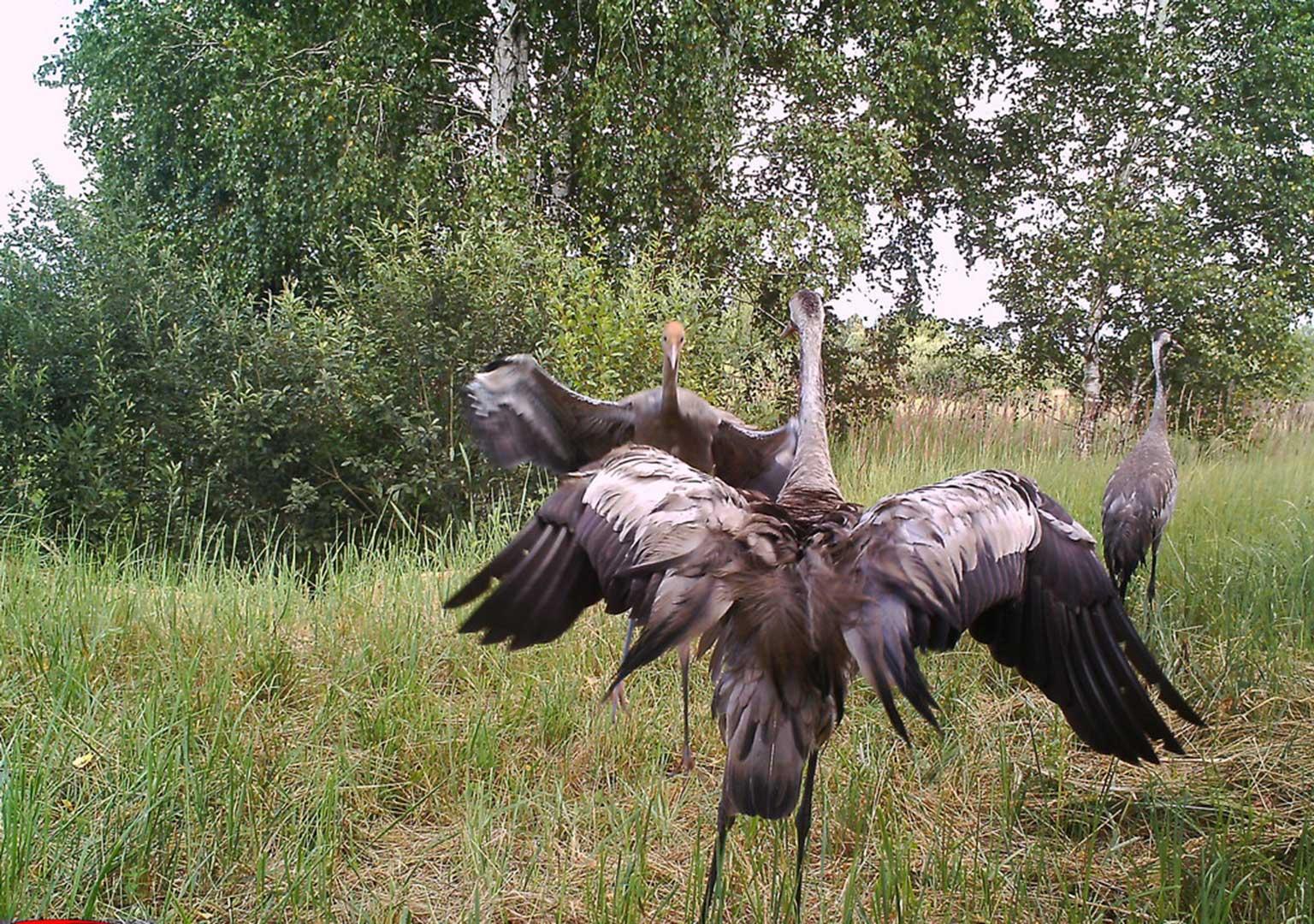 European crane (Grus grus)