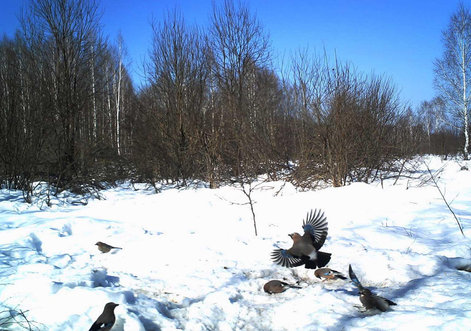 Jay (Garrulus glandarius)