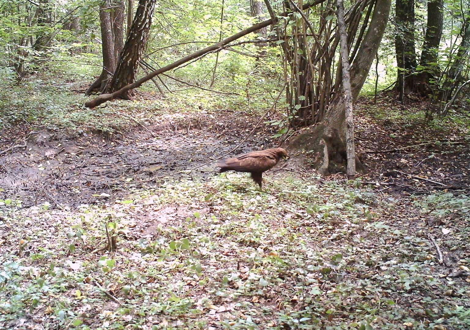 Lesser spotted eagle (Aquila pomarina)