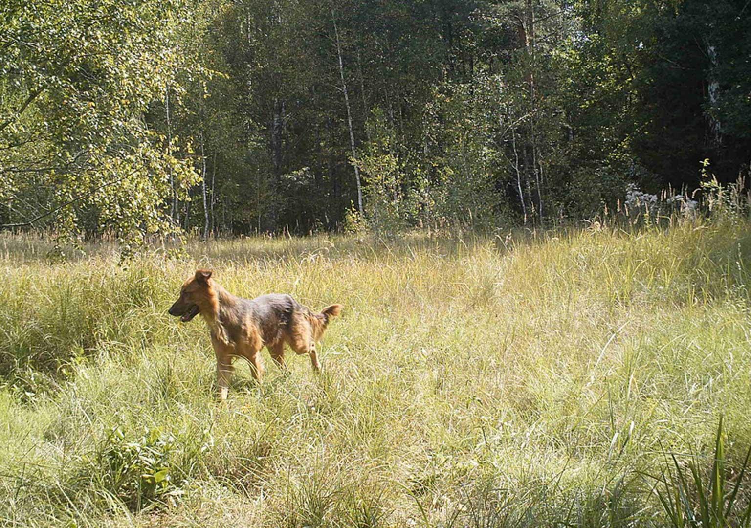 (Wild) Dog (Canis lupus familiaris)