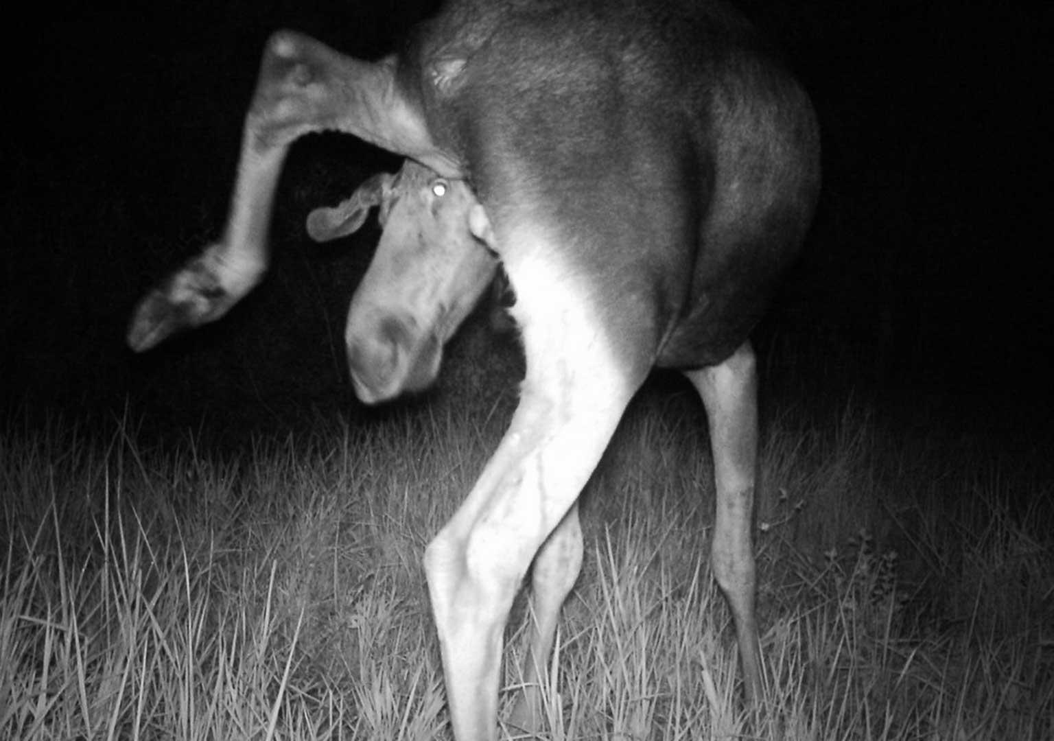 Eurasian elk (Alces alces)