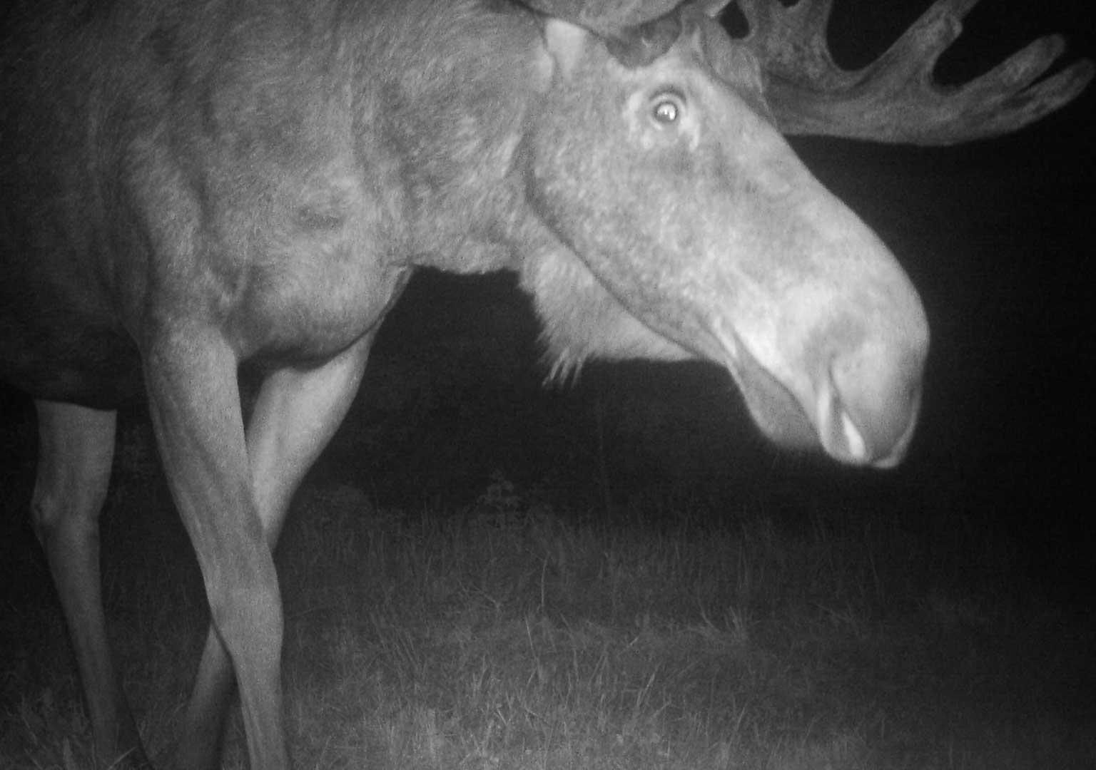 Eurasian elk (Alces alces)