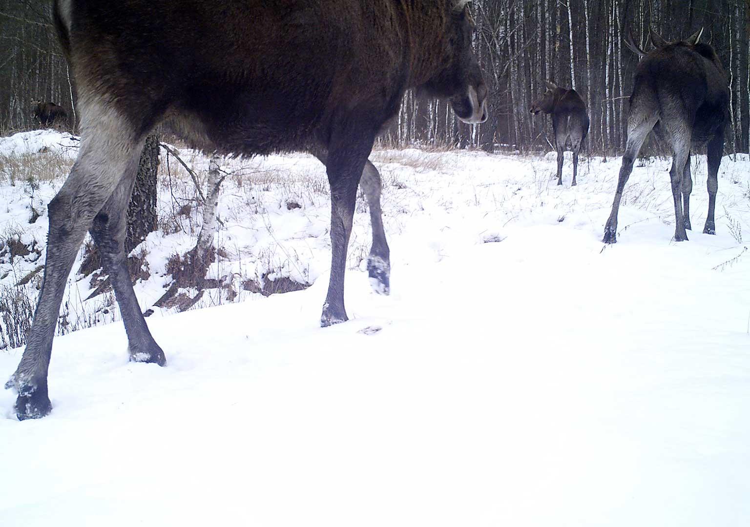 Eurasian elk (Alces alces)