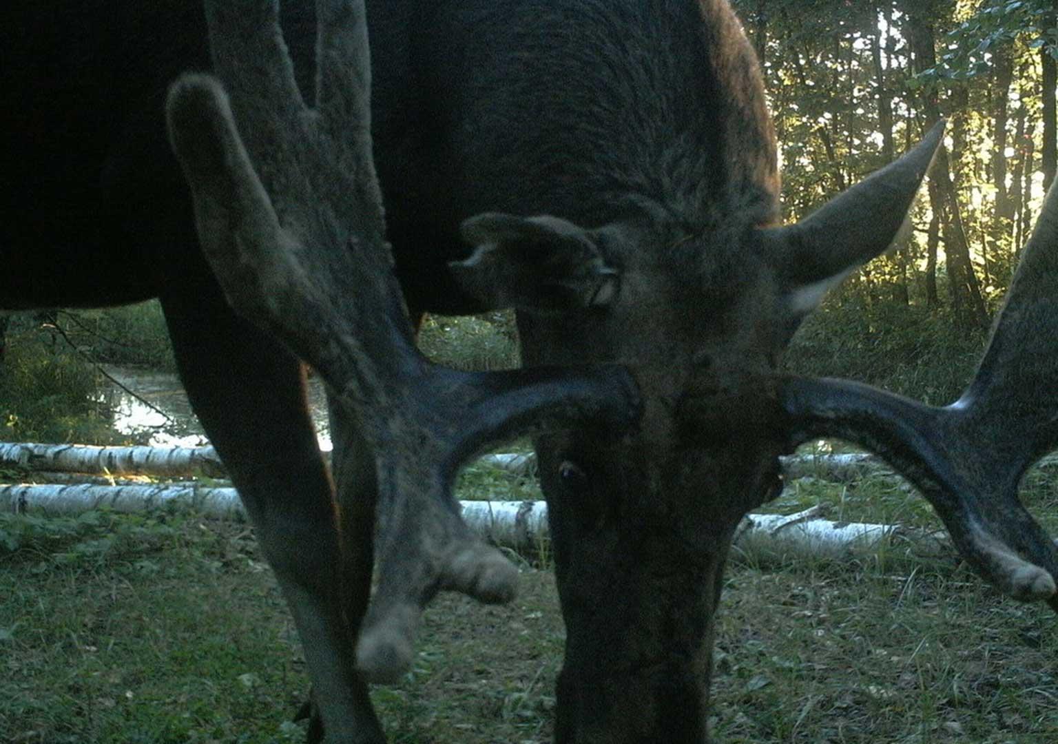 Eurasian elk (Alces alces)