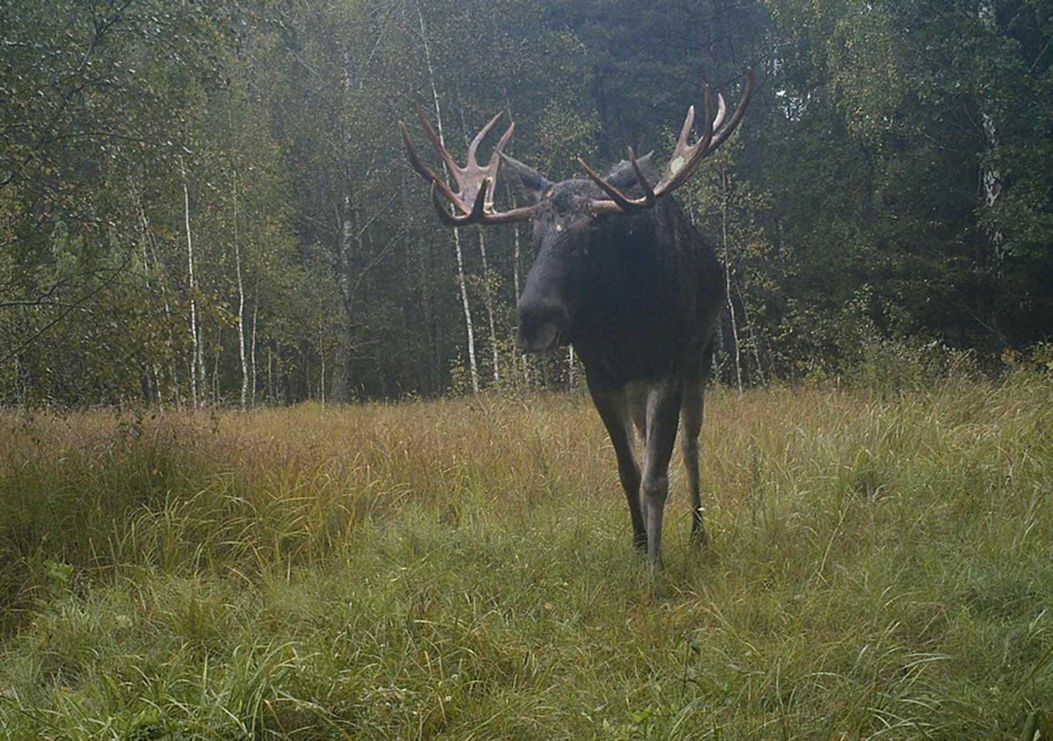 Eurasian elk (Alces alces)