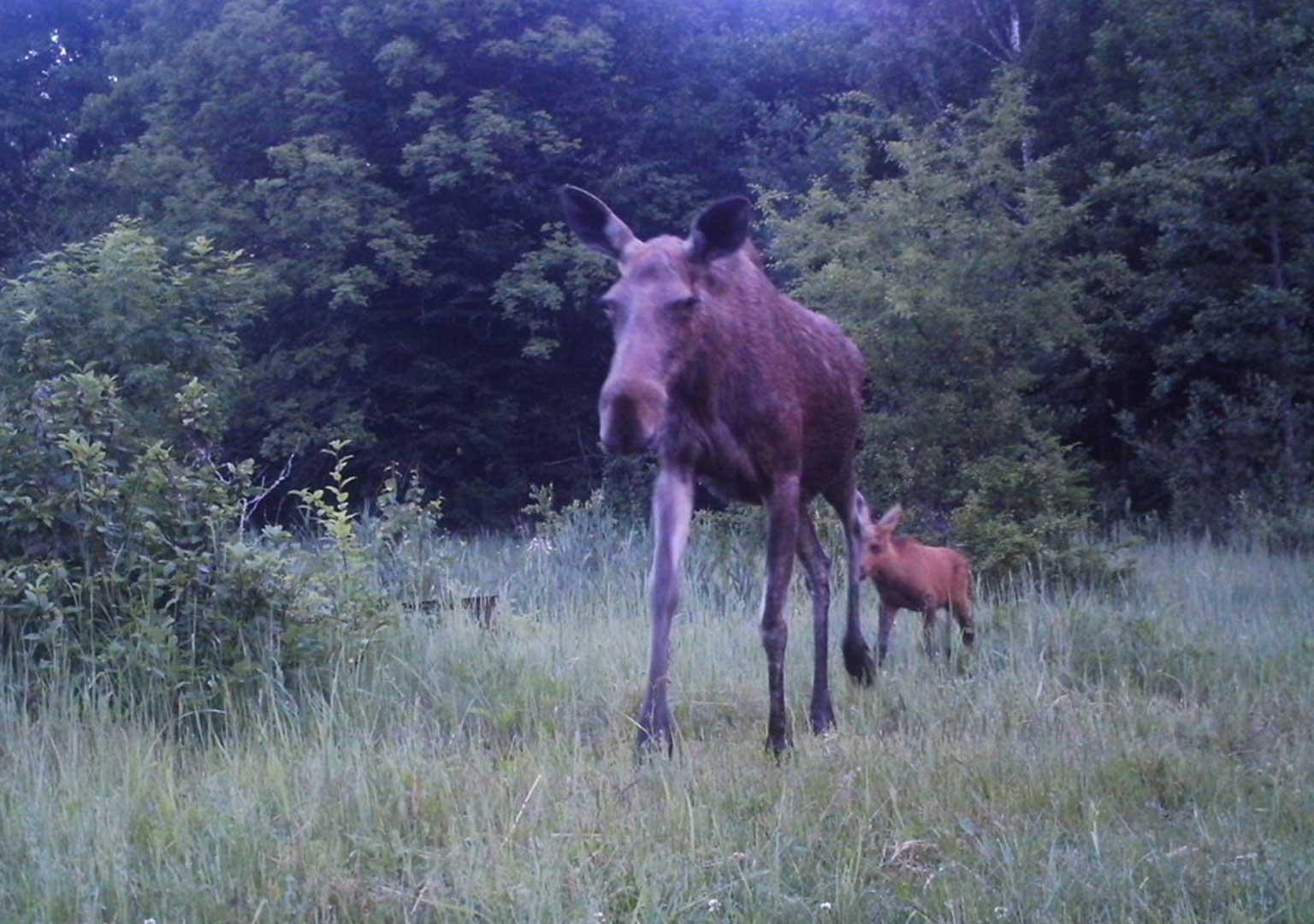 Eurasian elk (Alces alces)