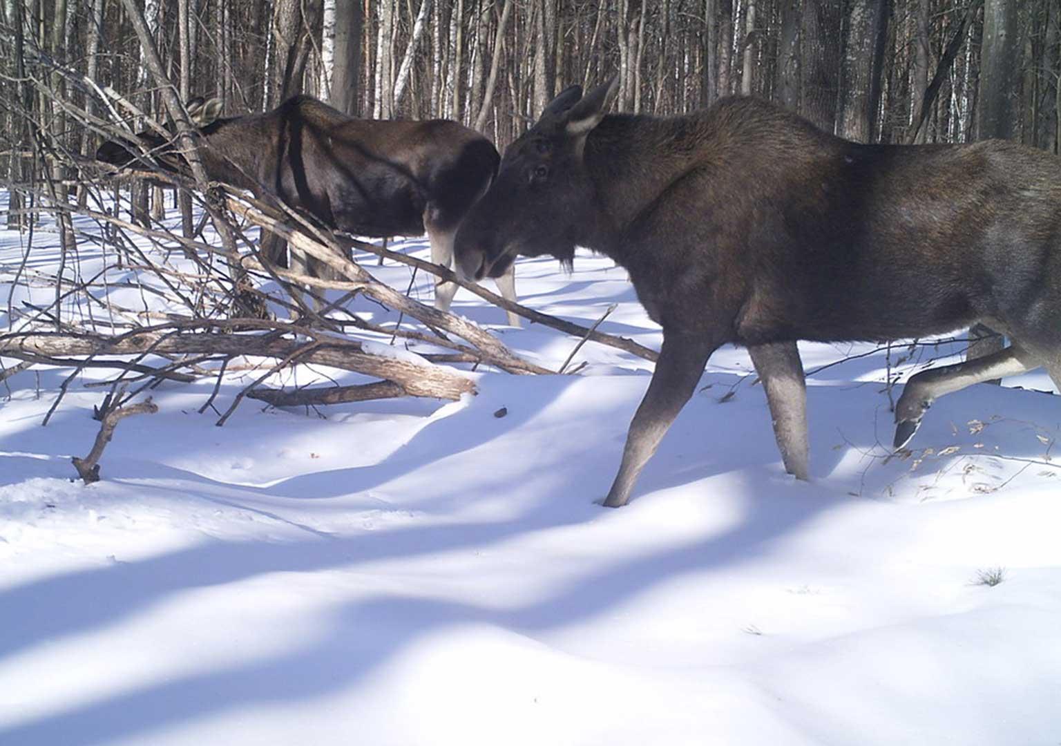 Eurasian elk (Alces alces)