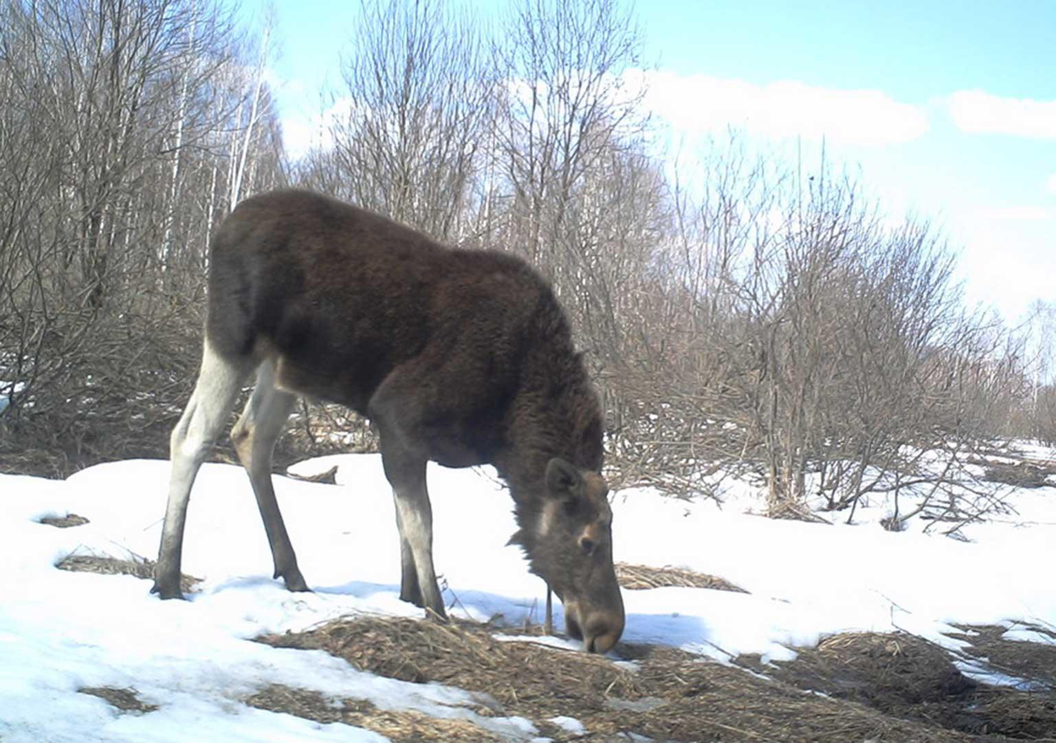 Eurasian elk (Alces alces)