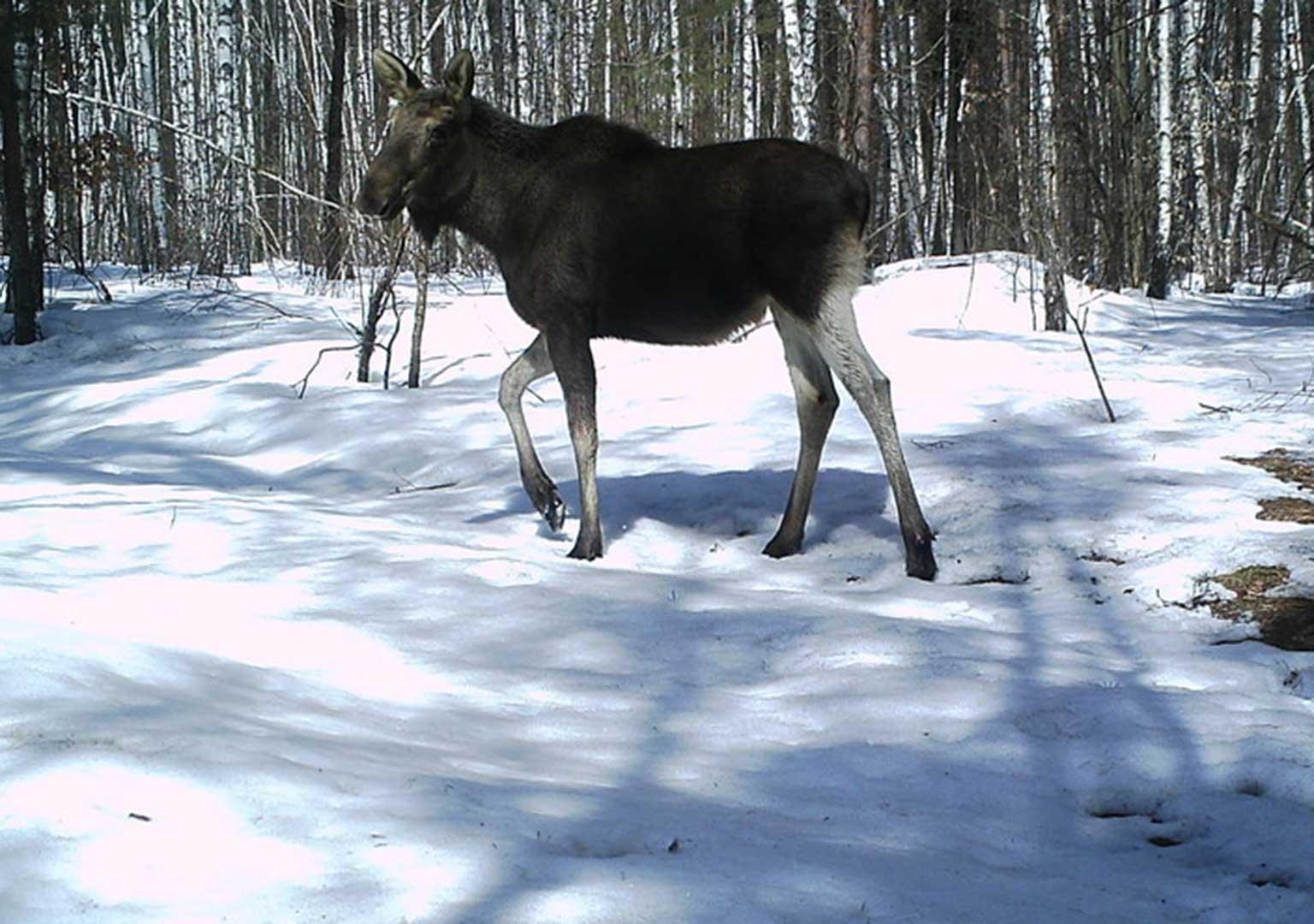 Eurasian elk (Alces alces)