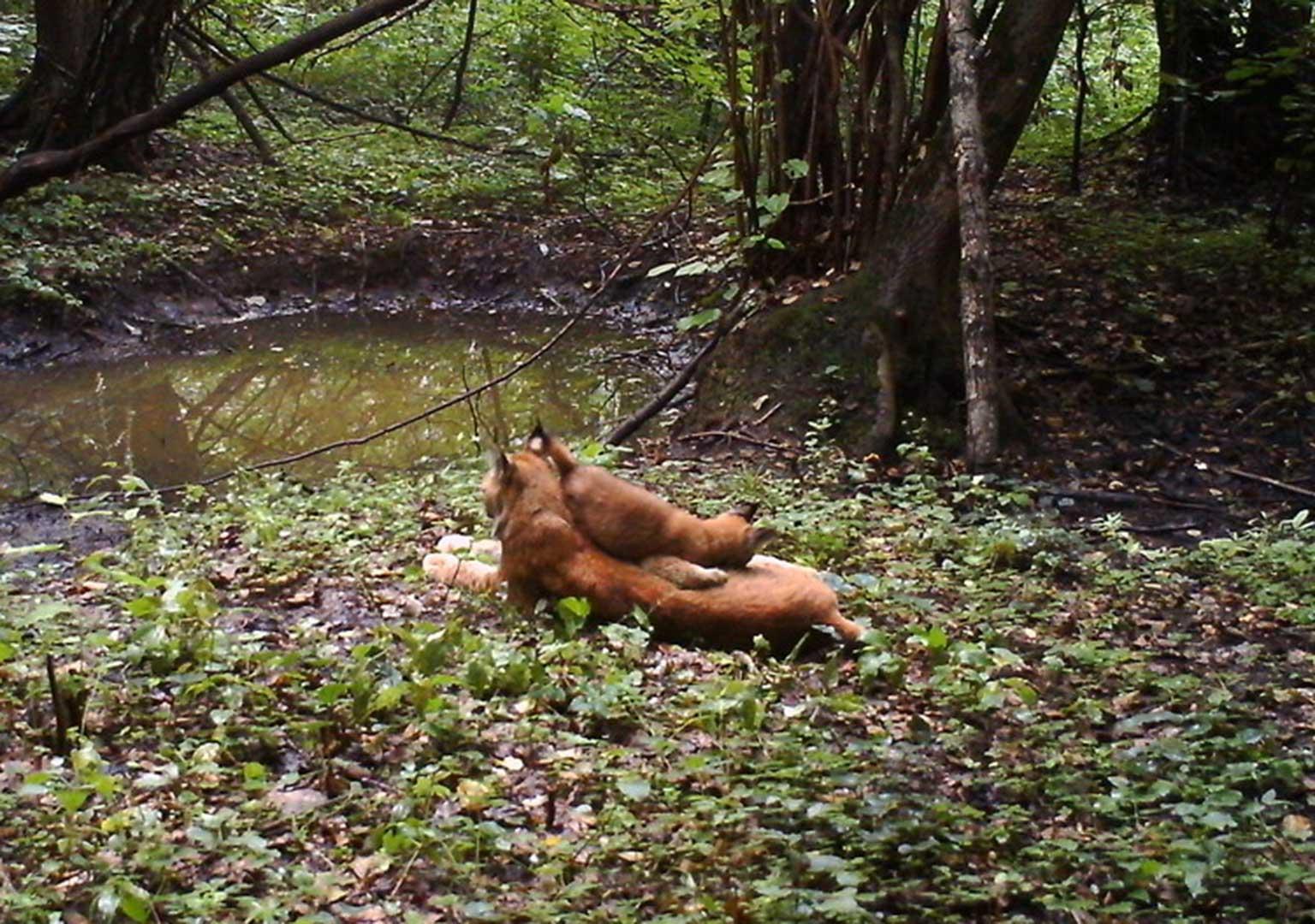 Eurasian Lynx