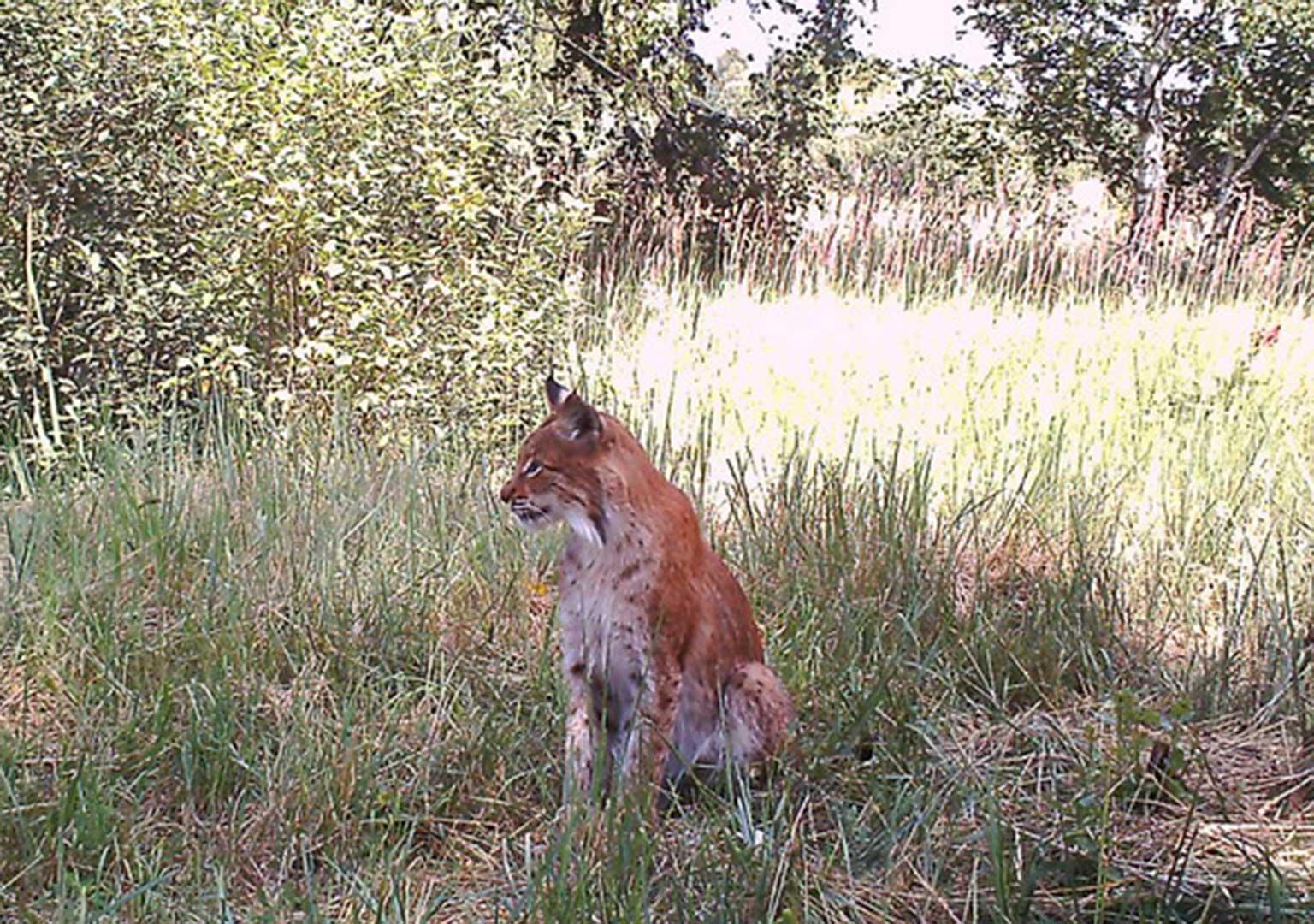 Eurasian Lynx