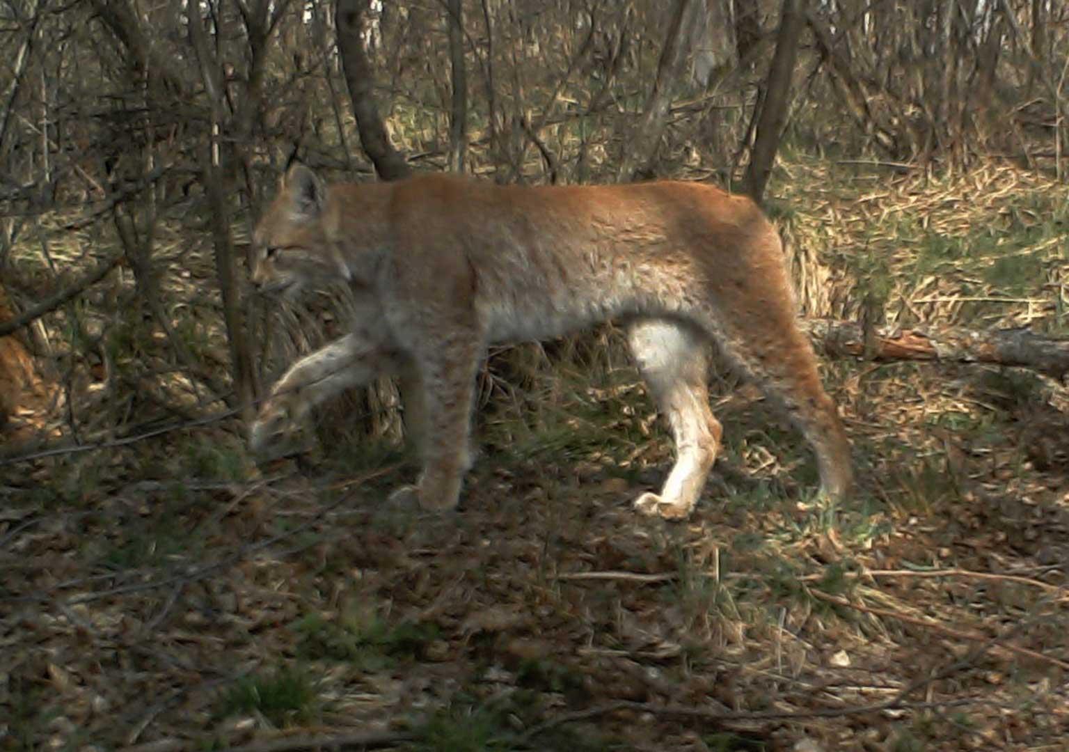 Eurasian Lynx